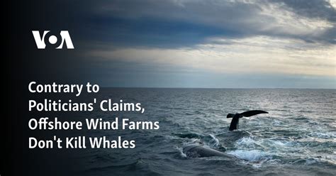 Contrary to politicians’ claims, offshore wind farms don’t kill whales. Here’s what to know.